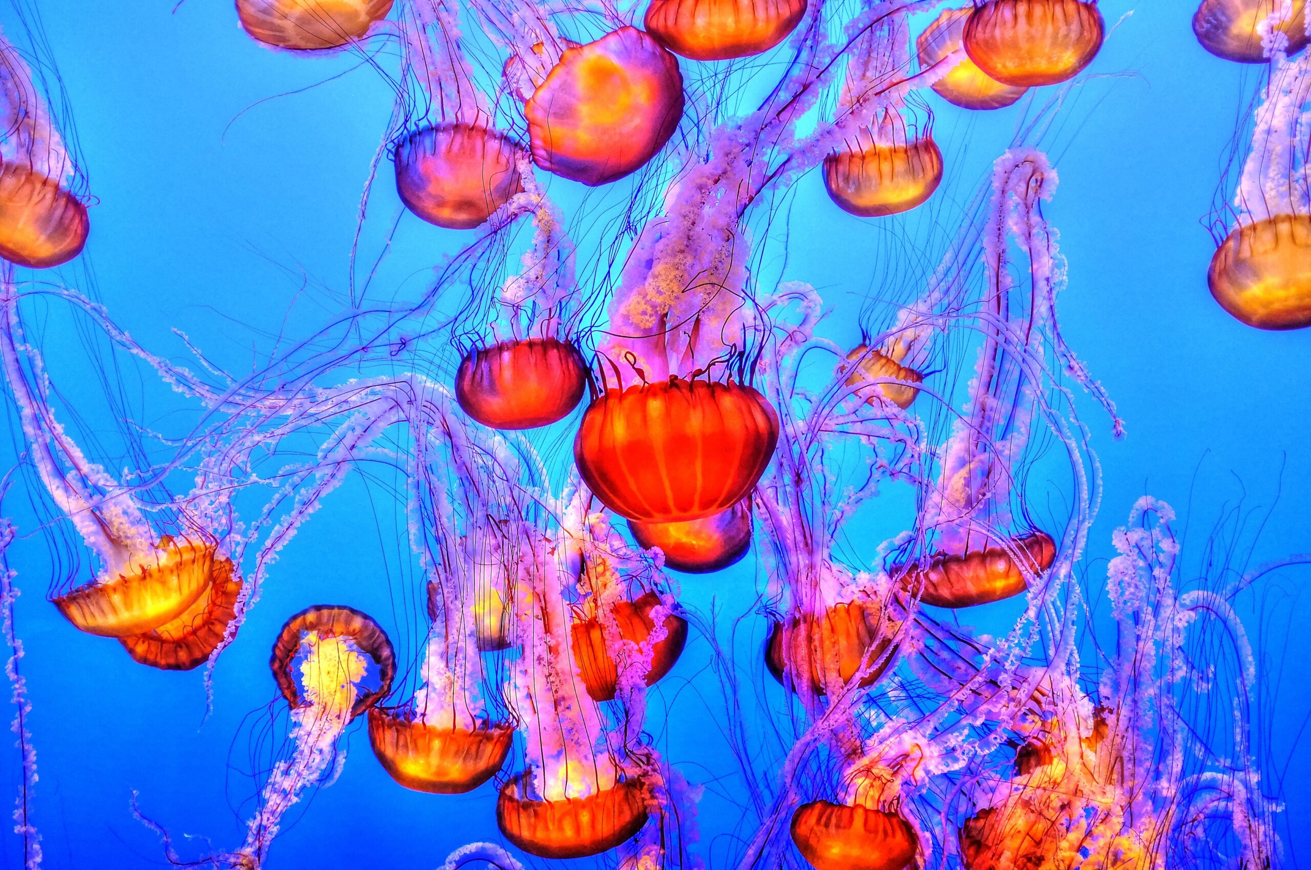 A large group of red and orange jellyfish floating in blue water.