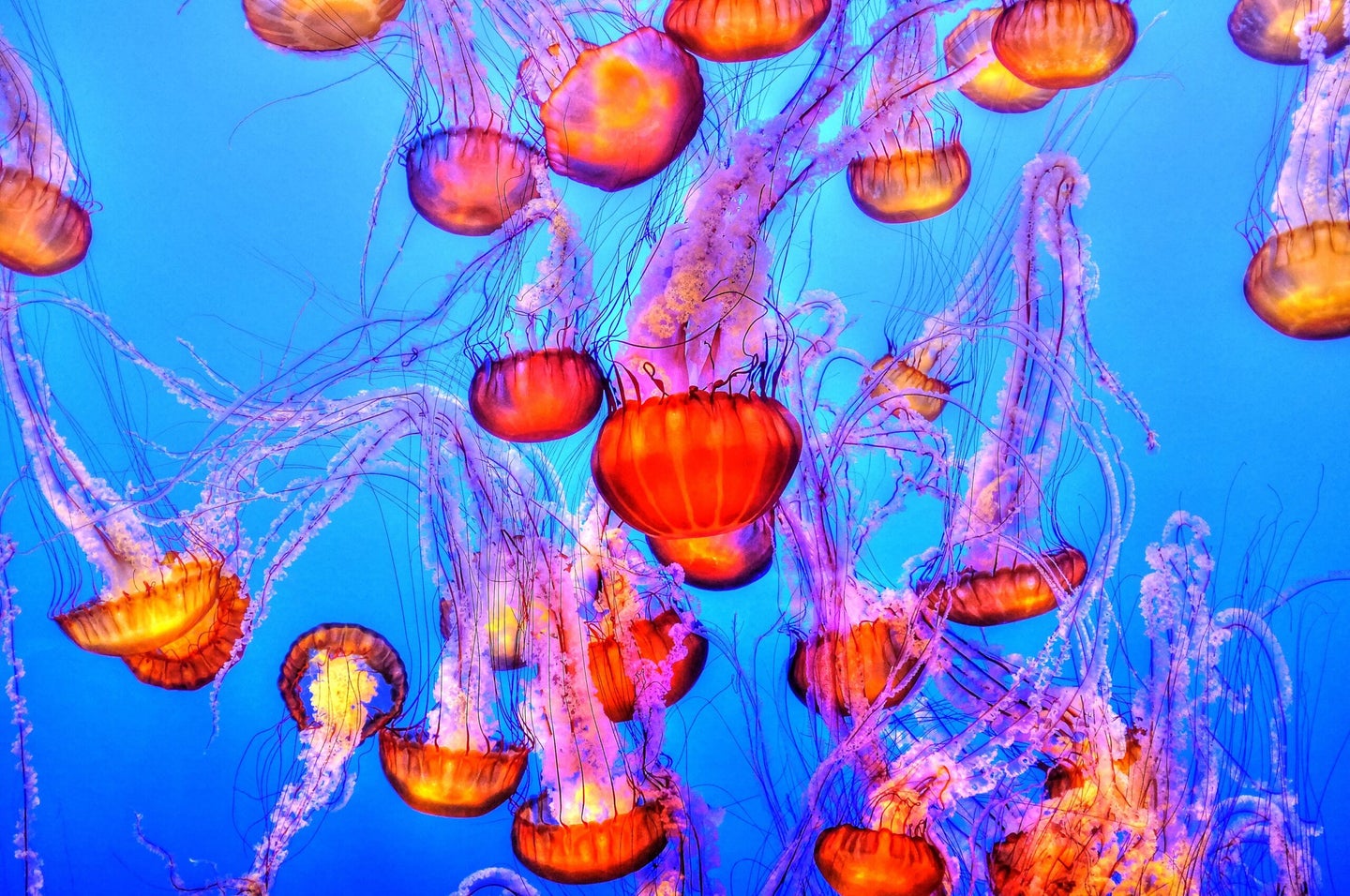 A large group of red and orange jellyfish floating in blue water.