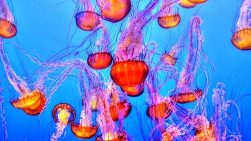A jellyfish sting treatment that actually works