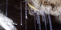 Glowworms trap dinner in fishing line made of water and urine