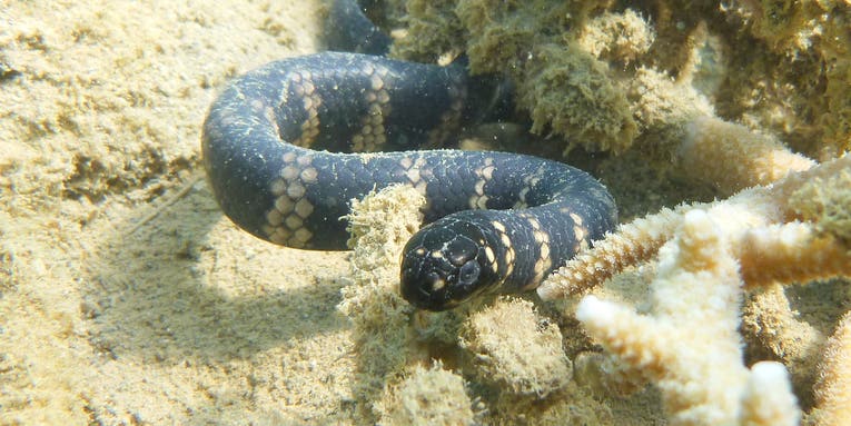 City-dwelling sea snakes are changing colors for a strange reason