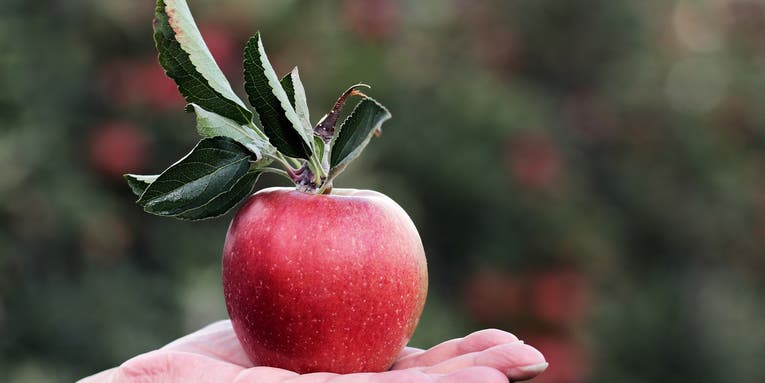 We spend most of the year eating really, really old apples. Why do they taste so good?