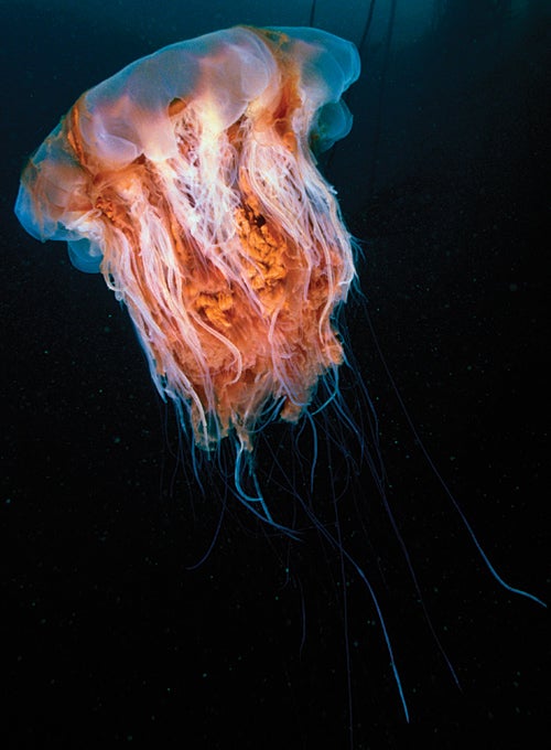 The world's largest jellyfish, the Lion's Mane, can grow tentacles up to 100 feet long.