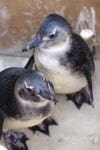 juvenile penguins