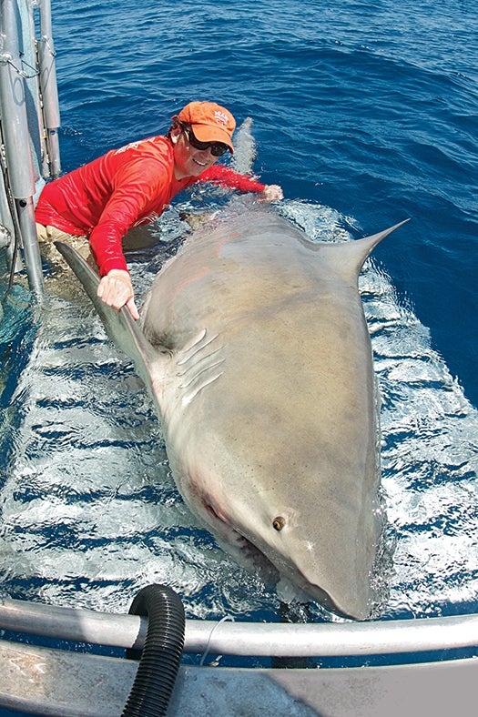 Sharks are much less powerful out of the water. Hammerschlag guides a bull shark away from the boat after tagging.