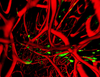 This image shows nuclei of proliferating neural stem cells (green) and blood vessels (red) tunneling into the transparent hippocampus. The green signal comes from a fluorescent marker.