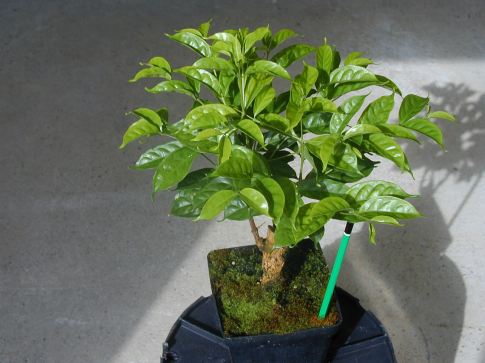 <em>Coffea charrieriana</em> is the first known specimen of a caffeine-free coffee plant. It was discovered in Cameroon, Central Africa, and was named for Professor AndrÃ(C) Charrier, who managed coffee breeding research at the end of the 20th century.