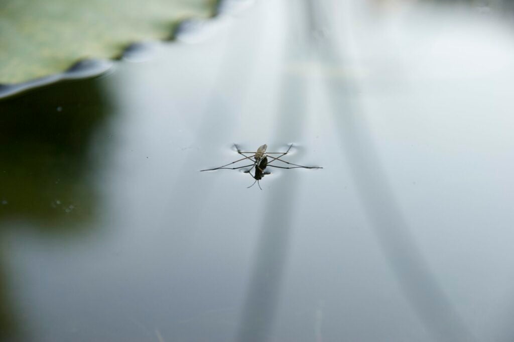 Water strider on water