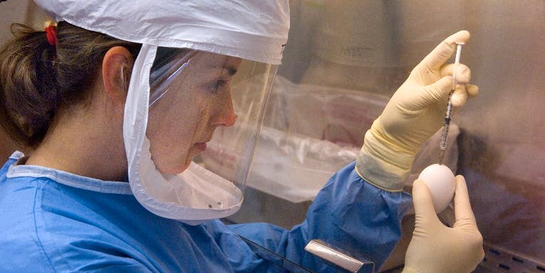 Scientists To Make Deadlier Versions Of H7N9 Bird Flu In Lab