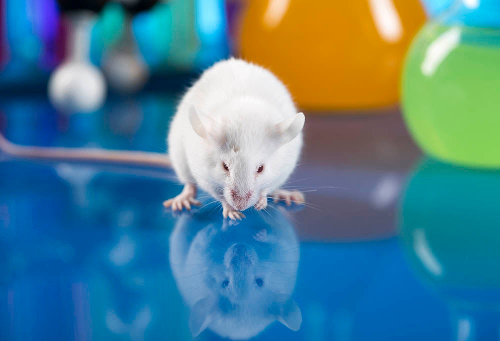A shot of klotho, a hormone associated with longevity, seems to make mice smarter.