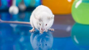 An extra dose of this longevity hormone helped make mice smarter