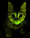 cat glows green in the dark