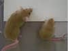 These two mice come from the same litter, but the small one on the right has a spontaneous genetic mutation that slowed its growth after it was just one week old. At two months, the Ames dwarf mutants are half the size and weight of their brothers and sisters, likely because they lack growth hormone. Females with the mutation are always sterile, as are most males. The Ames dwarf mice are used as models for several diseases and disorders, including growth defects, hypothalamus and pituitary defects and pituitary hormone deficiency.