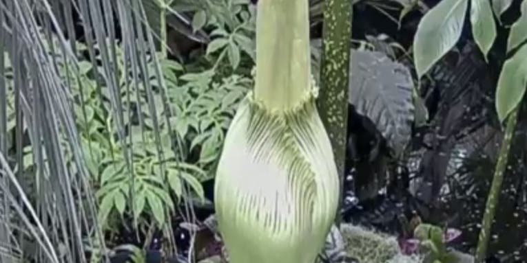 The New York Botanical Garden’s Corpse Flower Is About To Bloom