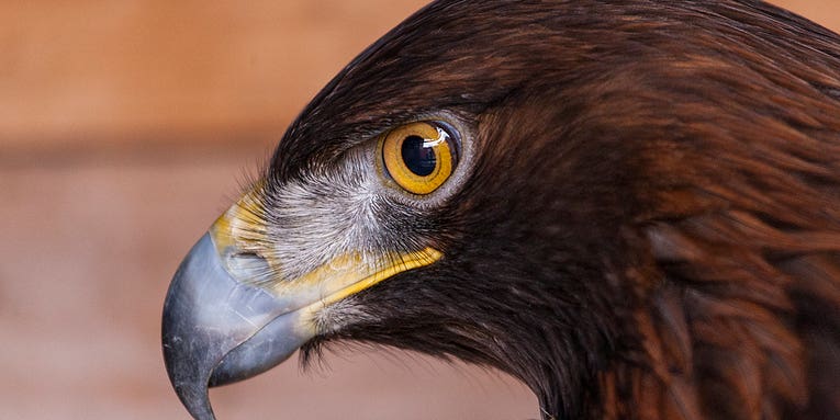 Where To Place Wind Turbines Without Killing Eagles