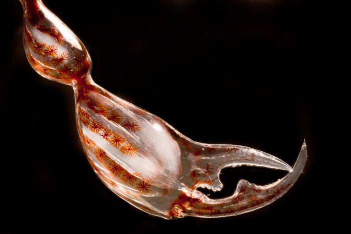 Claw of a crustacean amphipode.