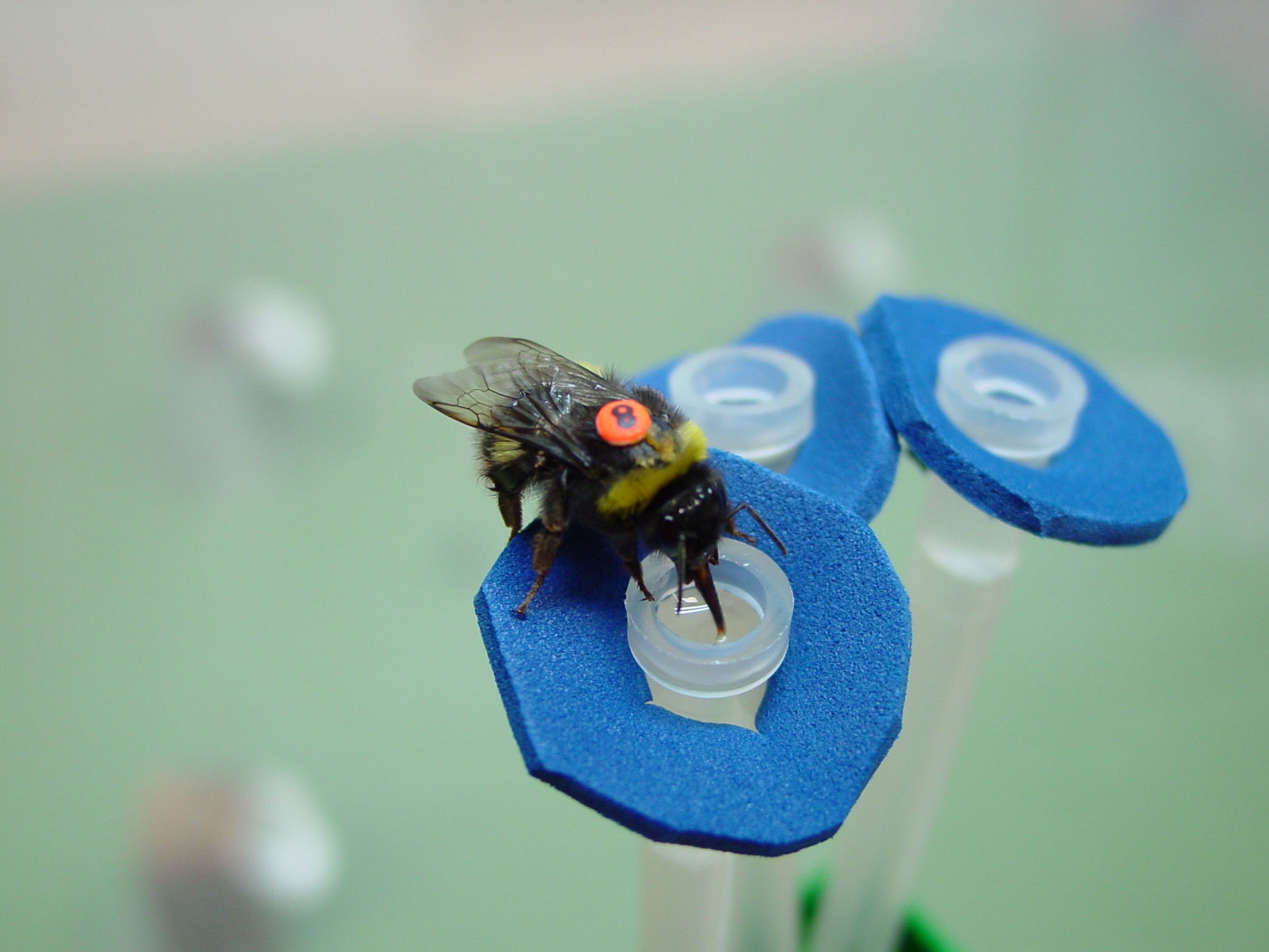 Bees Solve Hard Computing Problems Faster Than Supercomputers