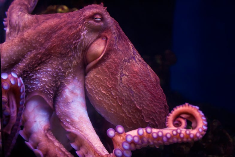 Nice smiling octopus deep under water