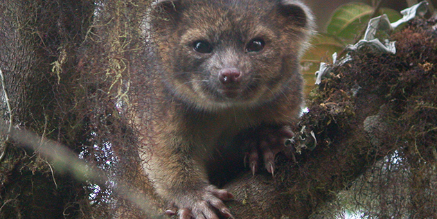 New Awesome Mammal In The Raccoon Family Found In South America
