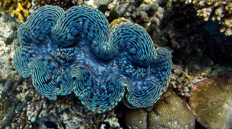 Researchers at the University of California <a href="https://www.osapublishing.org/optica/abstract.cfm?uri=optica-3-1-108">discovered</a> that the cells giant clams use to produce iridescent white light operate in a manner that is analagous to that of electronic displays. These findings could lead to developing more energy efficient displays, one of the researchers <a href="http://gizmodo.com/giant-clams-light-up-like-plasma-screens-only-better-1753754227">told Gizmodo</a>.