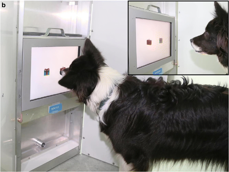This border collie selects an image on the touchscreen using its nose.