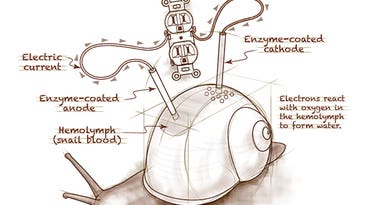 Rough Sketch: “A Snail Could Be Used as a Battery”