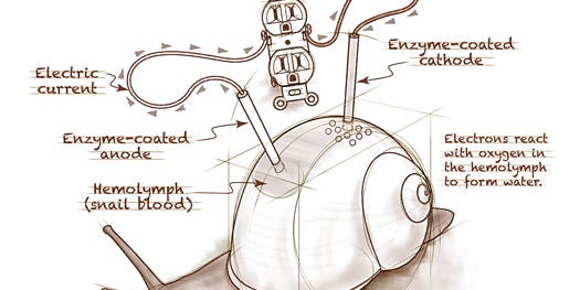 Rough Sketch: “A Snail Could Be Used as a Battery”