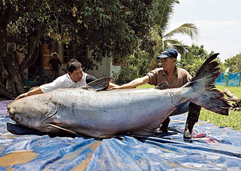 giant fish caught by Asian fishermen