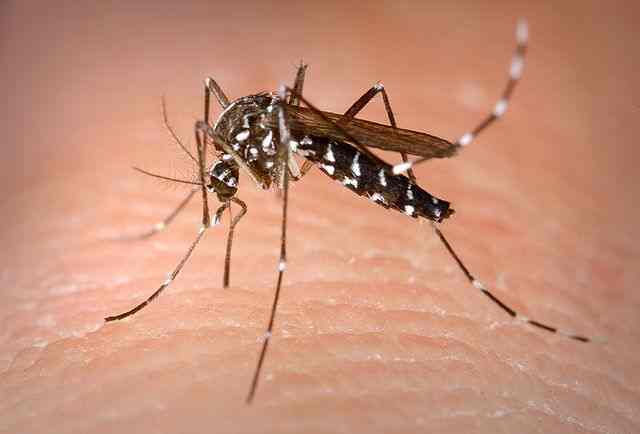 The Asian Tiger Mosquito can spread diseases like yellow fever virus, dengue fever and Usutu virus.