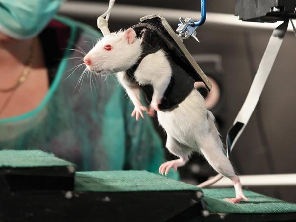 Video: Paralyzed Rats Walk Again, Now Farther Than Ever