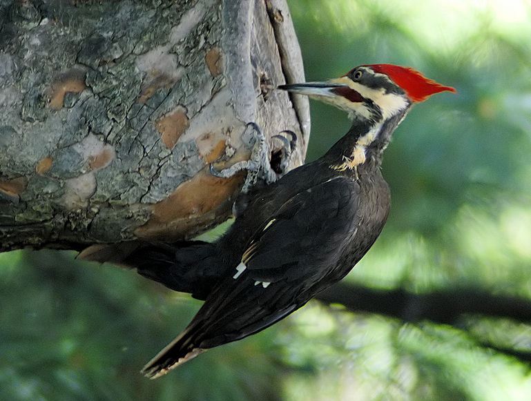 Woodpeckers’ Heads Inspire New Shock-Absorbing Systems for Electronics and Humans