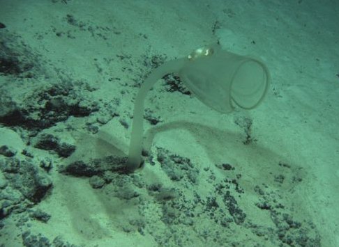 Diving for Ancient History, Scientists Discover New Species