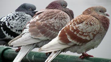 Pigeons Know When They’re Getting Bad Leadership Advice