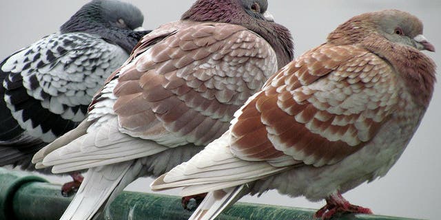 Pigeons Know When They’re Getting Bad Leadership Advice