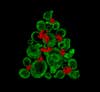 Cartilege-like tissue in the shape of a Christmas tree