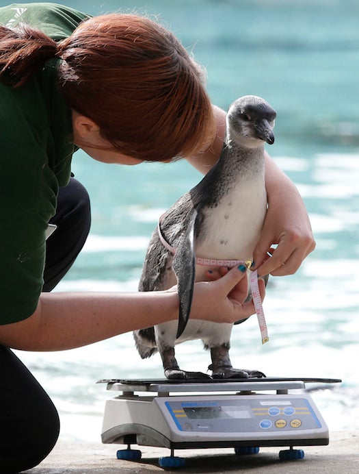 Vicki Fyson a trainee keeper at London Zoo attempts to weigh and measure a Humboldt penguin, in London, Wednesday, Aug. 22, 2012. Zookeepers are grabbing their scales and reaching for the tape measures, as they prepare to monitor every animal at ZSL London Zoo’s annual weigh-in. (AP Photo/Alastair Grant)
