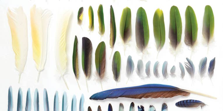 Organizing the natural world by color makes for some seriously satisfying photos