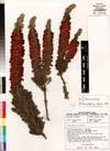 This brilliant red specimen is one of roughly 160,000 images in the Tropicos database, which organizes data on the Missouri Botanical Garden's 6.3 million (and counting) dried plant specimens. Garden archivists are scanning every plant in the collection as part of a digitization effort. The scanned dried plants will also be added to the Biodiversity Heritage Library and the Encyclopedia of Life, which will contain data on every species on the planet. This is called <em>Erica ignita E.G.H. Oliver</em>, and is named for its collector, Edward (Ted) George Hudson Oliver, a South African botanist.