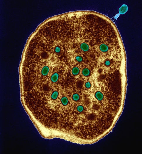 Phages [in green] are as trusted as aspirin in the former Soviet republic of Georgia