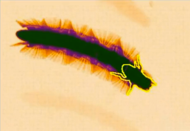 WATCH THE VIDEO! To make this video, post-doctoral fellow Pushkar Paranjpe used a new computer program that can track a fruit fly's trajectory and leg movements as it walks.
