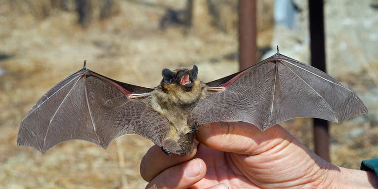 Hurricane Harvey’s putting bats at risk—but help is on the way