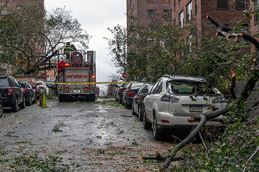Downed Trees In Manhattan