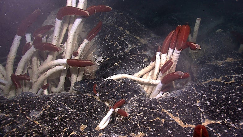 Riftia tubeworms colonize diffuse vent habitats between broken pieces of lava. Small mussels, less than two inches, were growing in cracks adjacent to vent openings (lower right). Image courtesy of NOAA Okeanos Explorer Program.