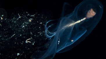 These sea creatures create magnificent mucus nets to catch their food