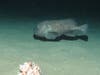 blobfish on sea floor