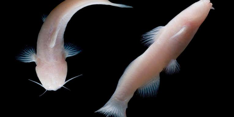 Tiny, Eyeless Catfish Found In Texas Cave