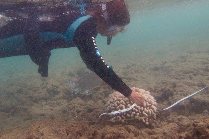 Dr. Kuâulei Rodgers conducting coral bleaching survey.