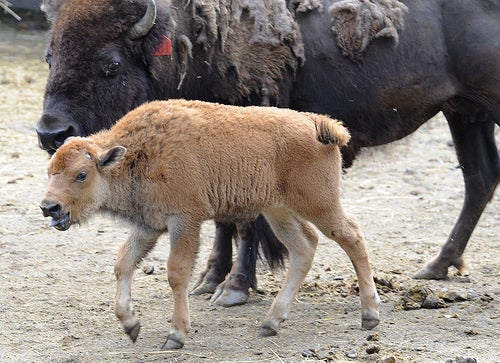 After Embryo is Washed of Disease, Healthy Purebred Baby Buffalo Born in the Bronx