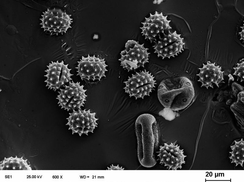 Pollen Grains, Magnified 600x