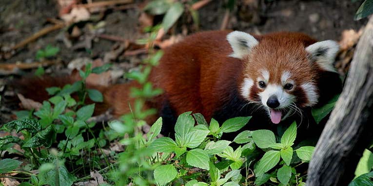 A History Of Daring Red Panda Escapes